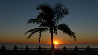 Palme vor der untergehenden Sonne  - West-Myanmar: Landschaft