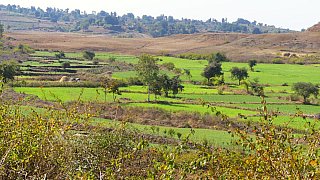 Felder im l&auml;ndlichen Zentralindien - Madhya-Pradesh: Landschaft