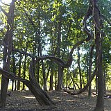 "Climbing Trees" im Bandhavgarh Nationalpark - Flora in Indien