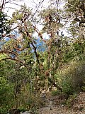 2014 - Bergurwald auf dem Tamang Heritage Trek - Helambu-Langtang: Landschaft